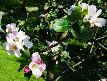 Close-up of white flowers blooming on tree