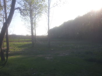 Scenic view of grassy field against sky