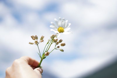 Close-up of hand holding flowering plant