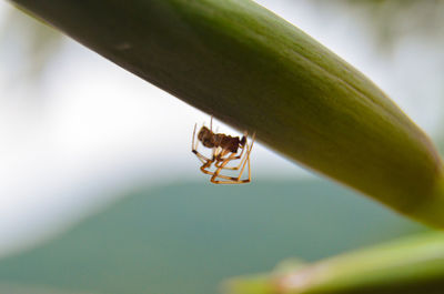 Close-up of spider