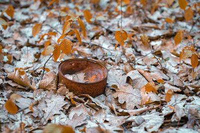 Rusty cans thrown in the forest