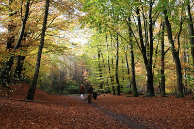 Rear view of people walking in forest during autumn