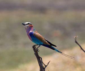 Bird perching on twig