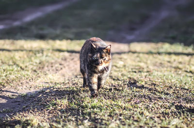 Cat on field