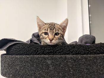 Benji - 3 month old bengal kitten resting in his bed