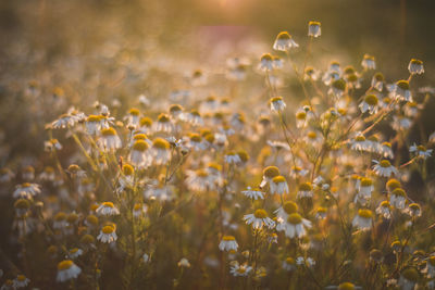 Yellow flowers blooming on field