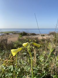 Close-up of plant growing on beach against clear sky