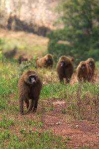 Monkeys in a field