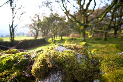 Close-up of moss growing on rock
