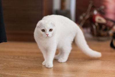 White cat on wooden table