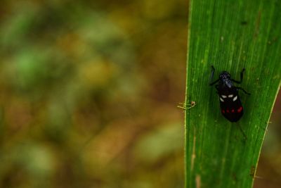 Close-up of insect on leaf