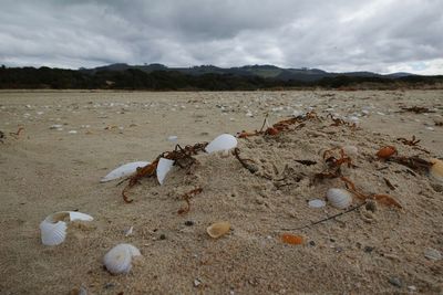 Surface level of shells on sand at beach against sky