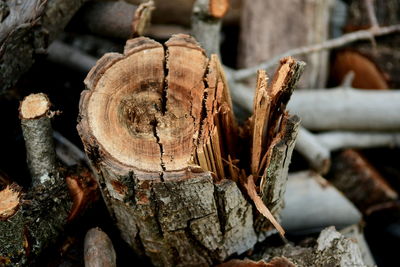 Close-up of logs in forest