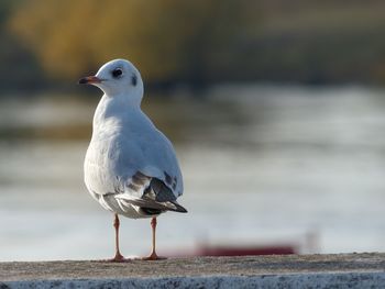 Close-up of seagull perching on railing against sea