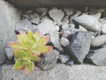Plant growing on rocks