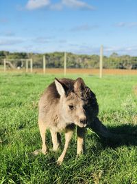 View of a little kangaroo on field