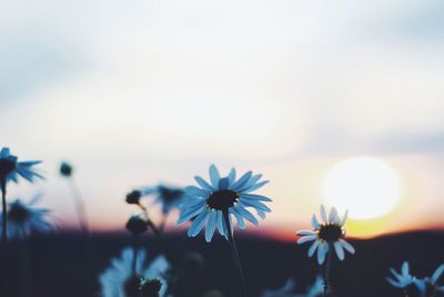 Close-up of flowering plants against sky during sunset