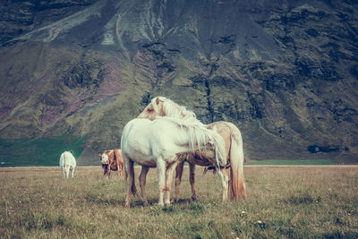 Horses standing on field