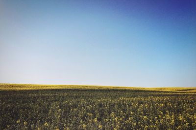 Scenic view of field against clear sky