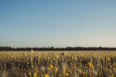 Scenic view of field against clear sky