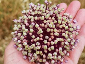 Close-up of person holding pink flowers