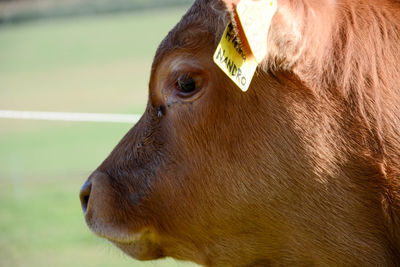 Close-up of a horse