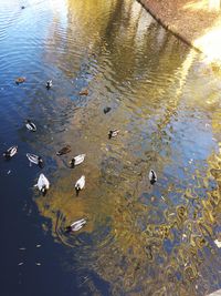 Close-up of ducks in water