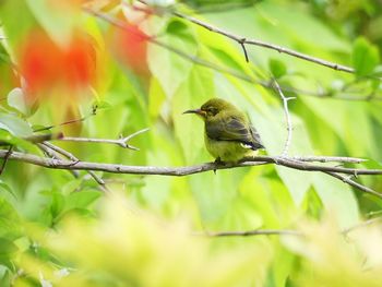 Sunbird perching on branch