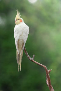 Close-up of parrot perching on branch