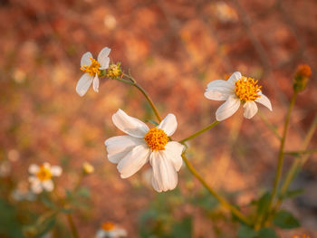 Close-up of white flowering plant