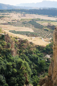 Scenic view of agricultural field