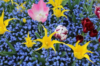 Close-up of fresh yellow flowers blooming in garden