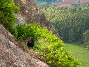 View of a monkey on landscape