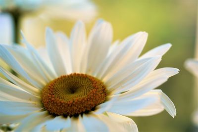 Close-up of white daisy