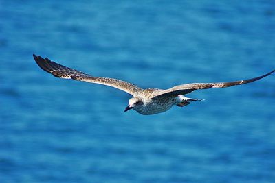 Seagulls flying over sea