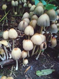 Close-up of mushrooms