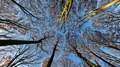 Low angle view of bare trees against sky