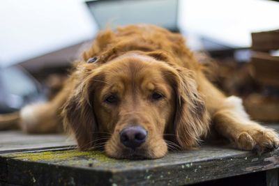 Close-up portrait of dog