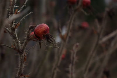 Close-up of red berries on tree
