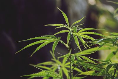 Close-up of fresh marijuana plant
