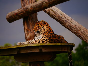 Close-up of giraffe against tree