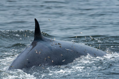 View of fish swimming in sea