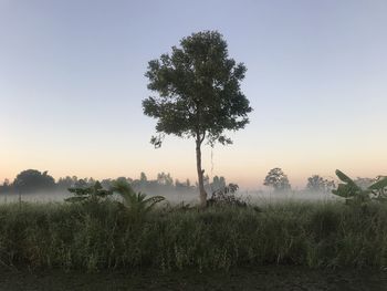 Tree on field against sky during sunset