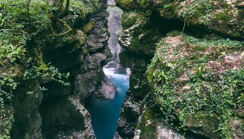 Scenic view of river amidst trees in forest