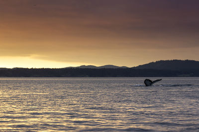 Humpback whale at sunset, victoria, canada 