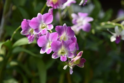 Close-up of pink flowering plant