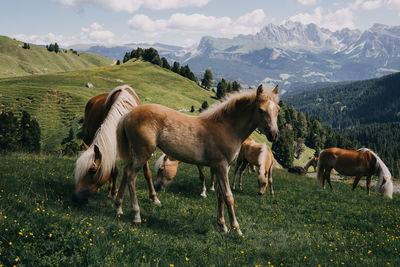 Horses in a field and in the mountains