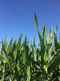 Plants growing on field against clear blue sky