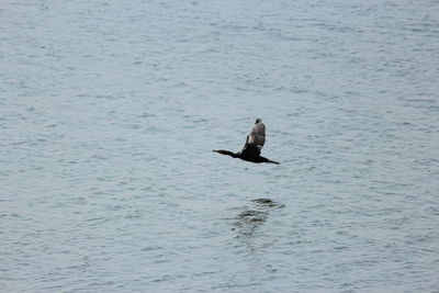 Bird swimming in lake