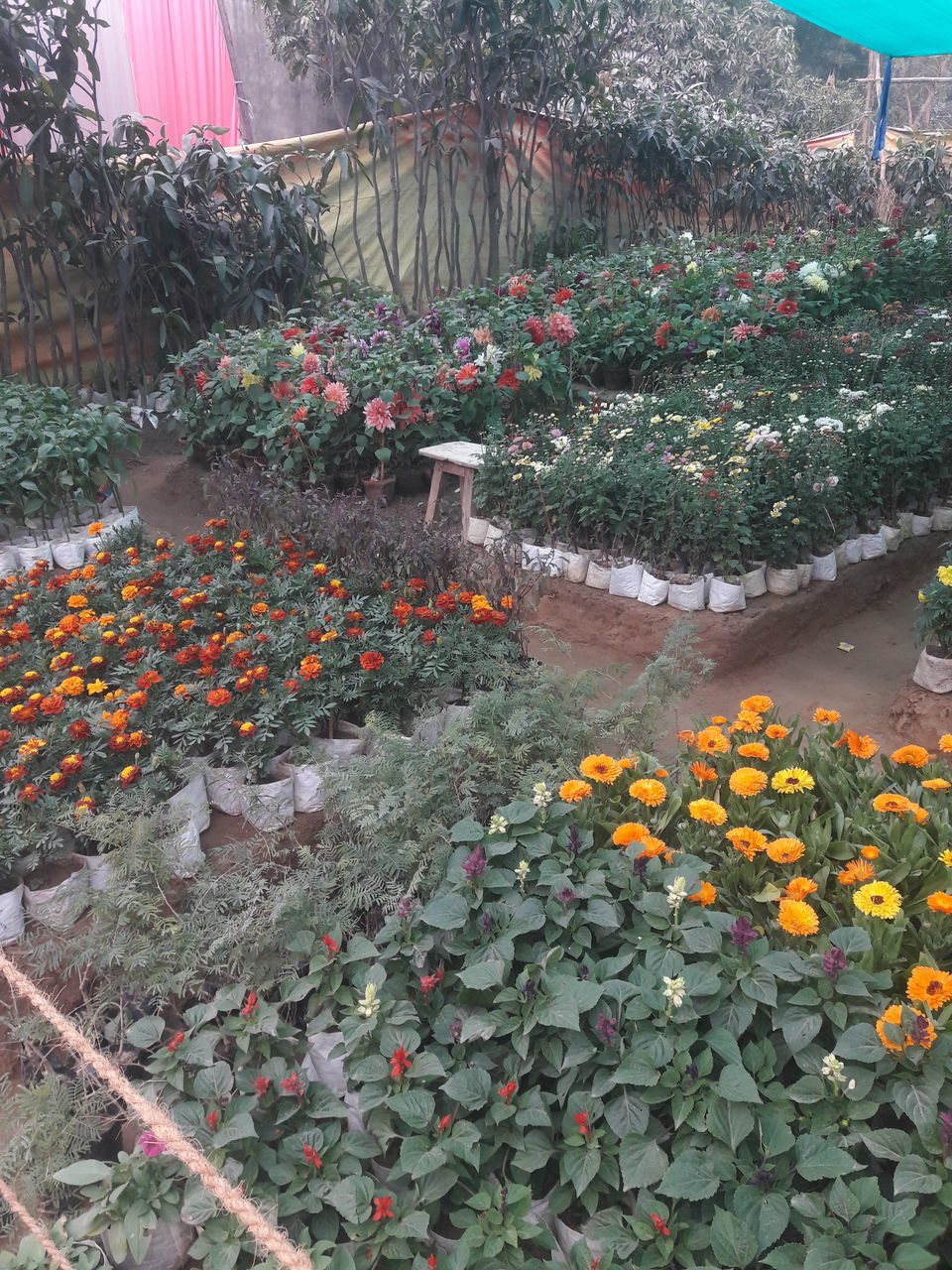 VIEW OF FLOWERS IN GARDEN